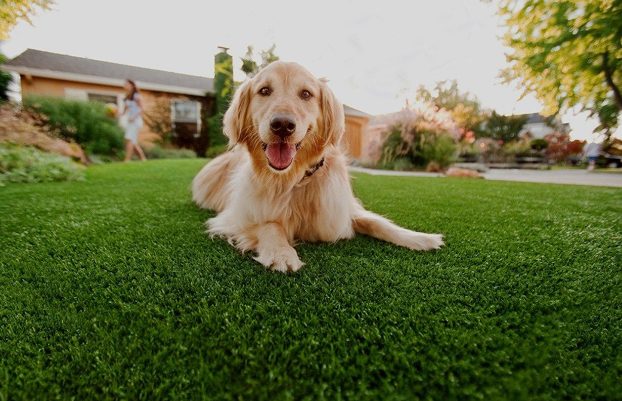 Artificial Turf Dog Run